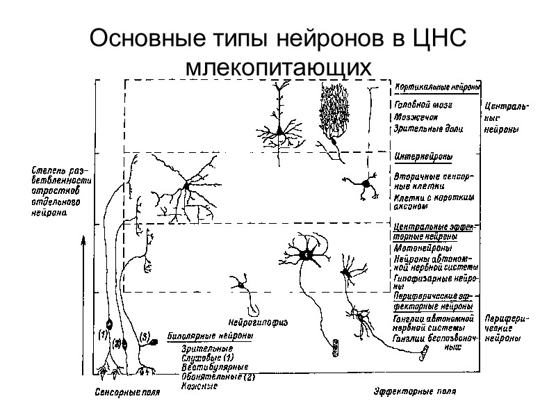 Основные типы нейронов в ЦНС млекопитающих